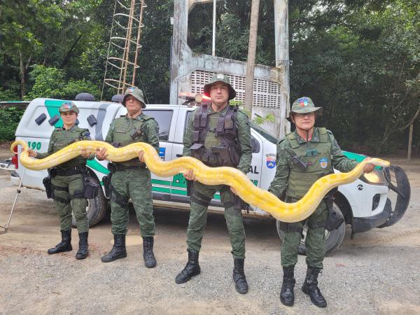 Cobras encontradas em casa de CAC, em Arapiraca-AL, são levadas ao Ibama