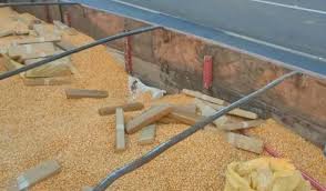 PRF apreende 5 toneladas de maconha escondidas em carga de milho