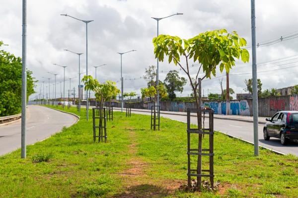Braskem planta mais de 1.800 árvores em Maceió