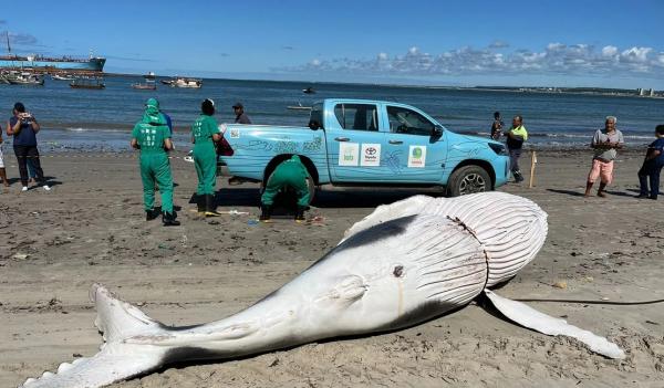 Filhote de baleia-jubarte é encontrado morto no Porto de Maceió
