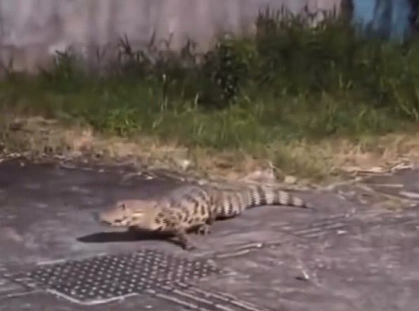 [Vídeo] Jacarés viram 'moradores' do Cepa: dois animais são vistos em uma semana