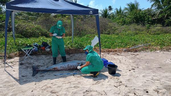 Boto-cinza é encontrado morto em São Miguel dos Milagres; suspeita é de morte por asfixia