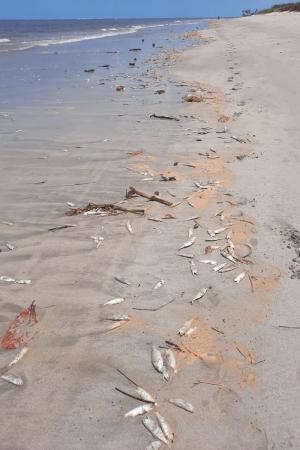 Centenas de peixes surgem mortos em praia na Barra de Santo Antônio