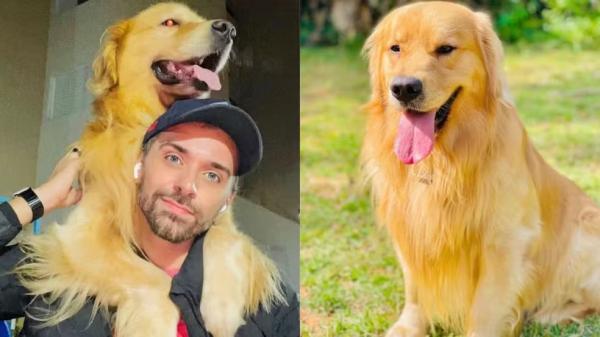 Justiça de SP arquiva inquérito que investigava a morte do cão Joca; animal morreu em avião