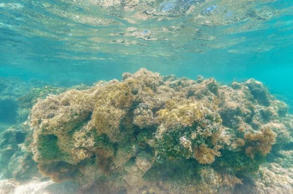 Governo lança projeto de combate ao branqueamento dos corais em Alagoas