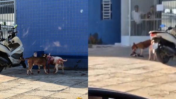 Ataque de cães da raça Bull Terrier causa desespero na Serraria; um gato foi morto 