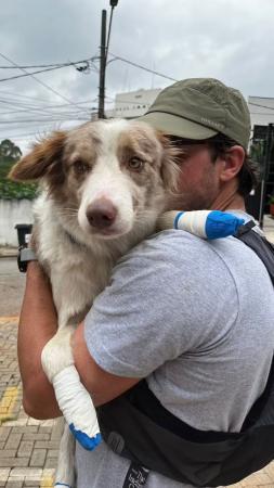 'Milagre de Natal': cachorra some e volta sozinha para casa em SP 2 dias depois