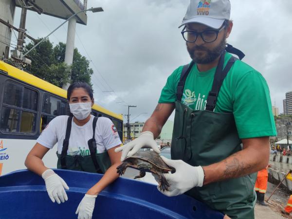 Biota resgata cágados no Riacho Salgadinho após fortes chuvas em Maceió