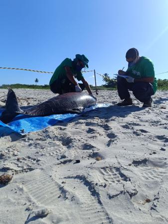 Boto-cinza é encontrado morto em praia na Barra de Santo Antônio