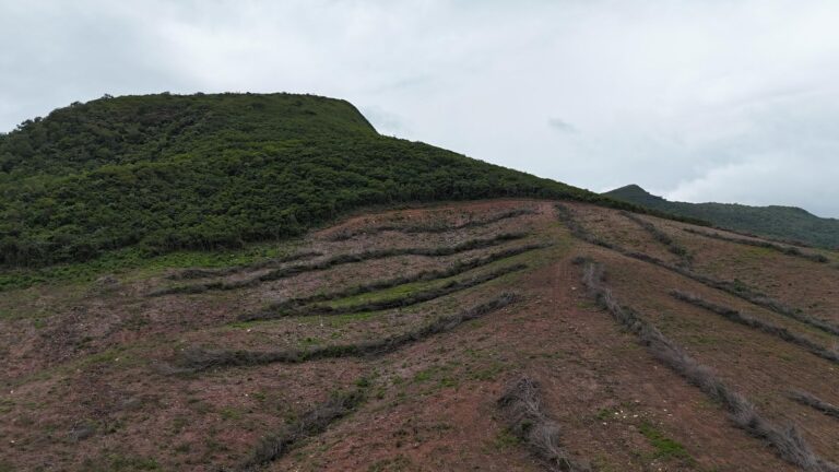 FPI do São Francisco constata maior desmatamento já registrado durante as 15 etapas da fiscalização em AL