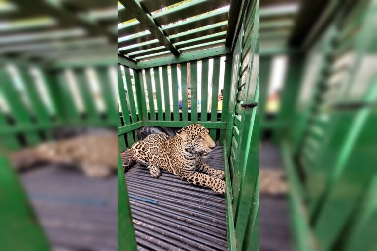 RO: homem fica ferido ao brigar com onça que tentou invadir creche