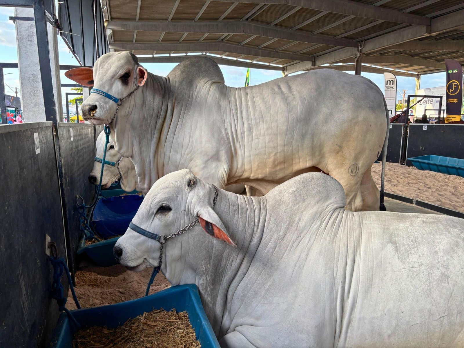 seagri-e-adeal-lancam-campanha-de-atualizacao-cadastral-do-rebanho-2025-no-parque-da-pecuaria